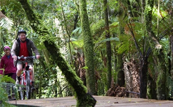 The Timber Trail The Timber Trail